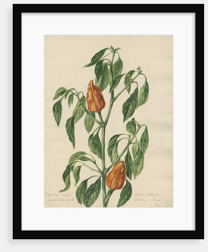 'Capsicum majus...' by Jacob van Huysum