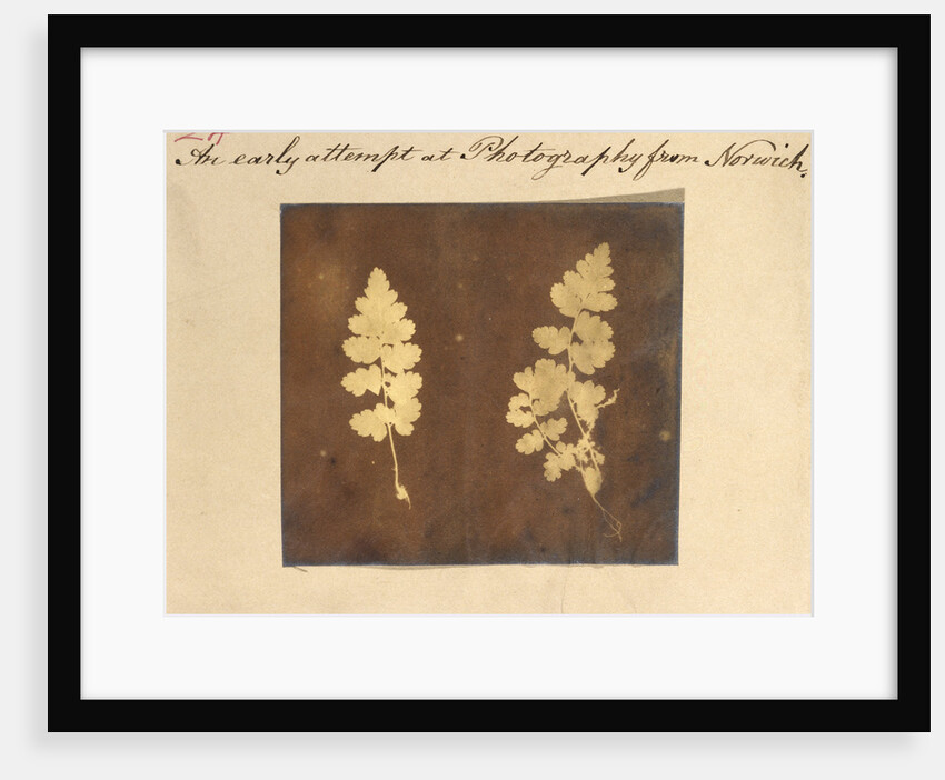Two specimens of fern leaf by Caleb Burrell Rose