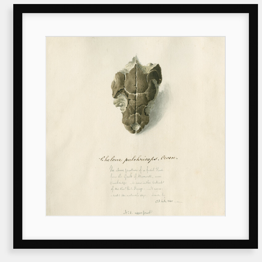 Fossil sea turtle "Chelone pulchriceps" by Thomas Image