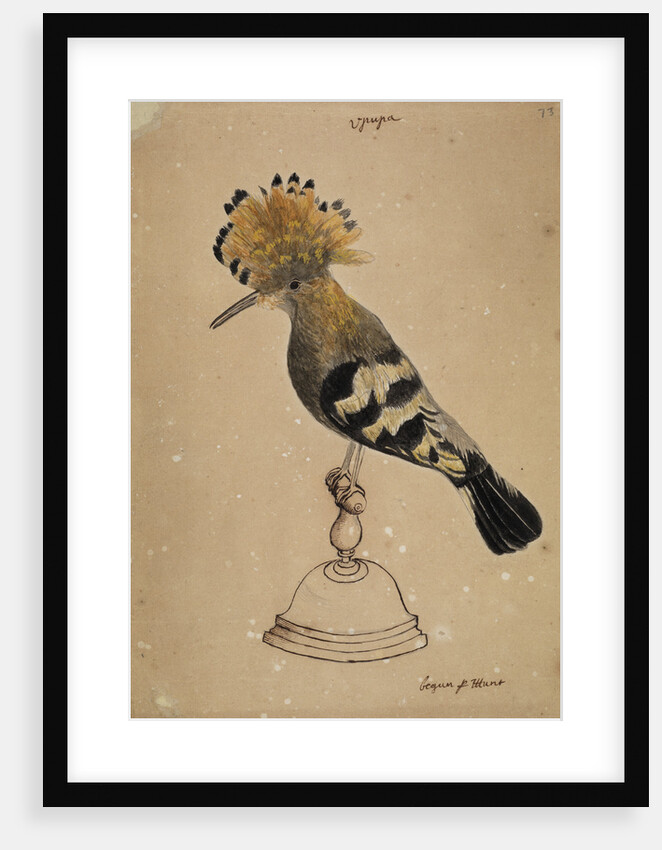 Hoopoe bird by Henry Hunt