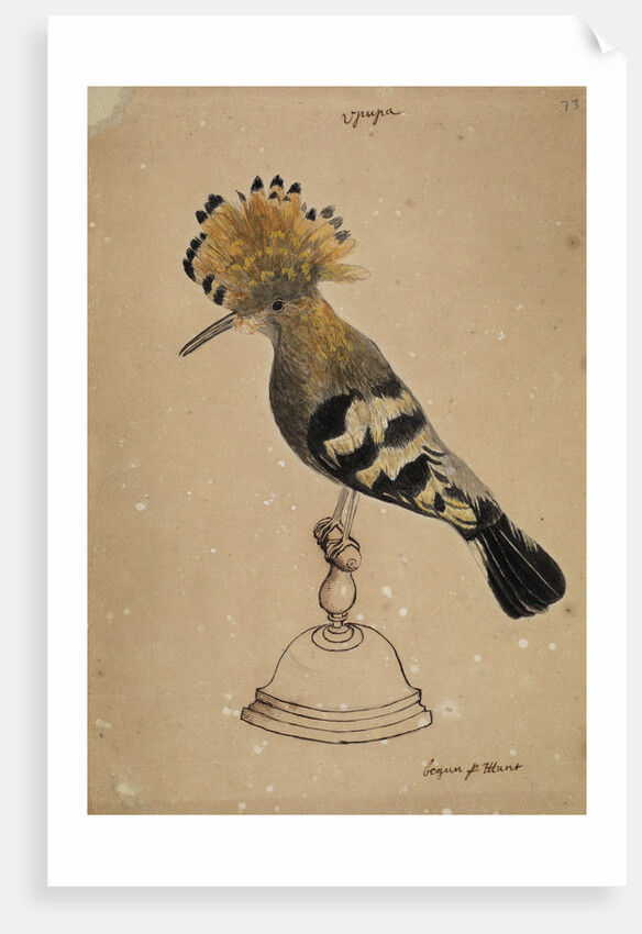 Hoopoe bird by Henry Hunt