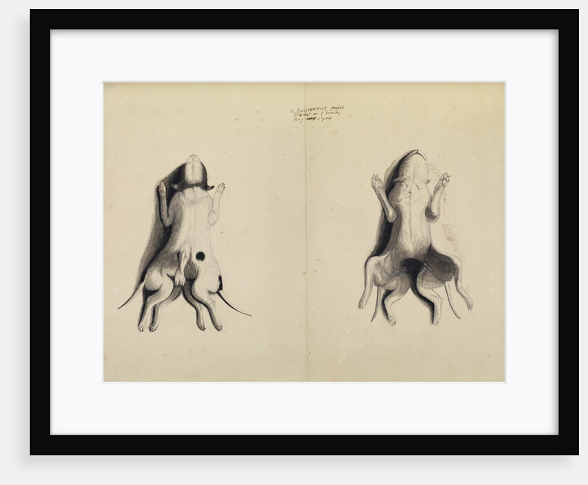 'Monstrous puppy' by Henry Hunt