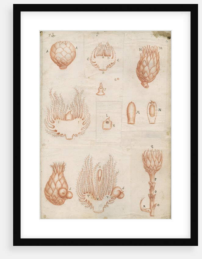 Shoots of oak trees by Marcello Malpighi