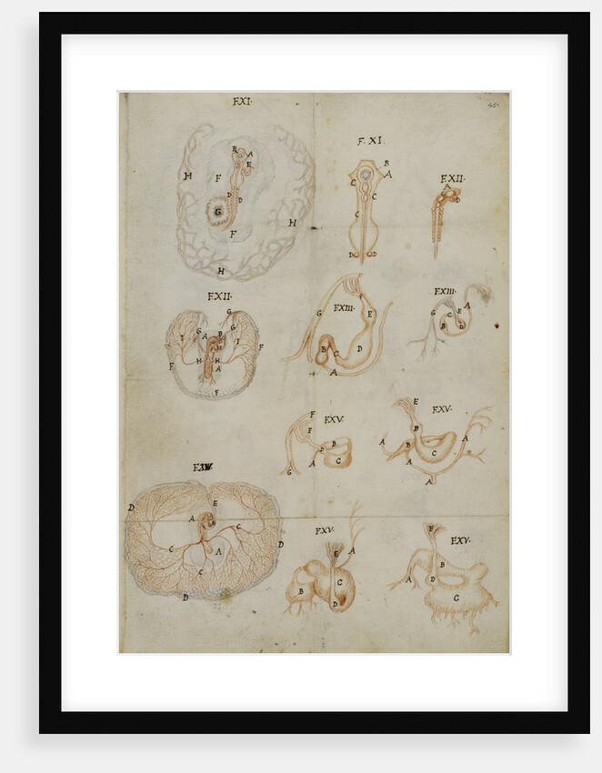 Developmental stages of chicken embryo by Marcello Malpighi