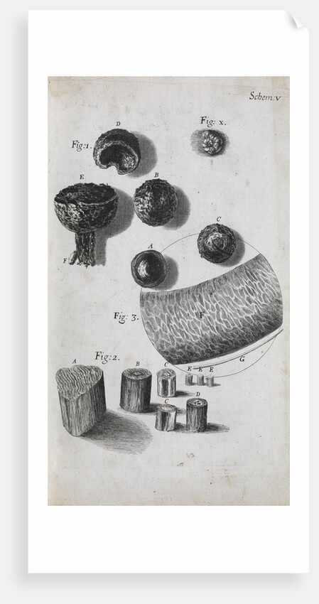 Microscopic view of hair and a shell by Robert Hooke