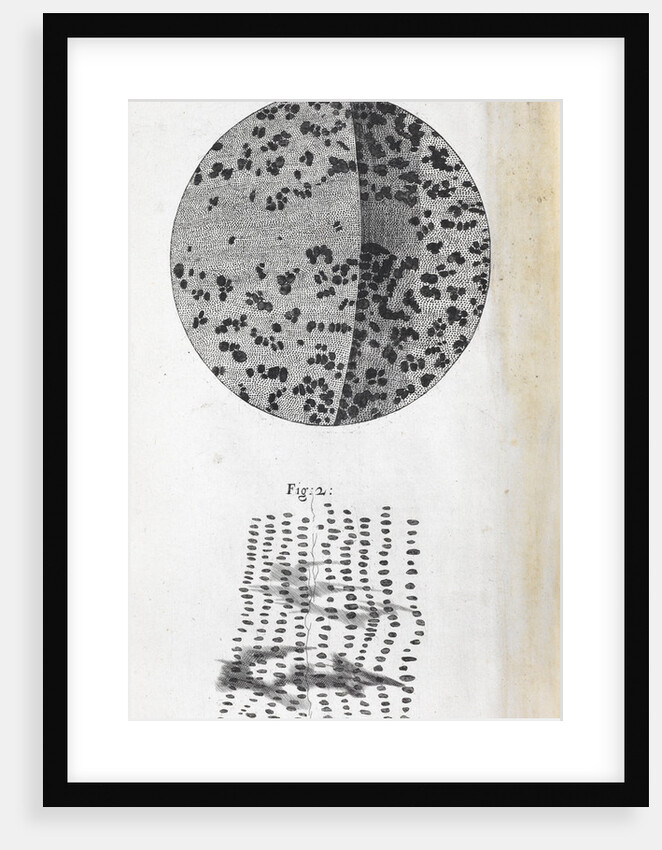 Microscopic views of charcoal by Robert Hooke