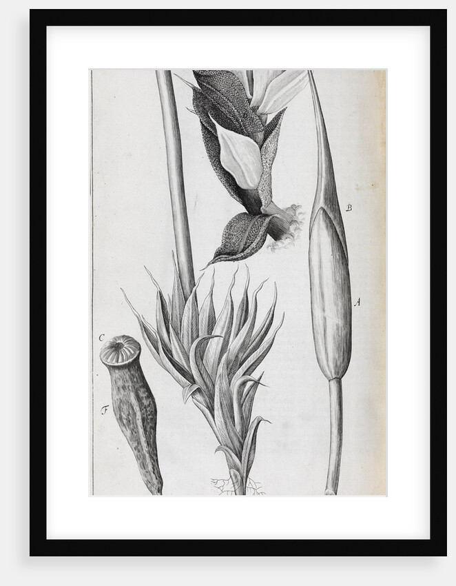 Microscopic views of moss by Robert Hooke