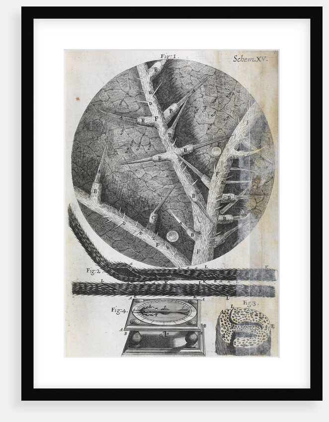 Microscopic views of nettle and wild oat by Robert Hooke