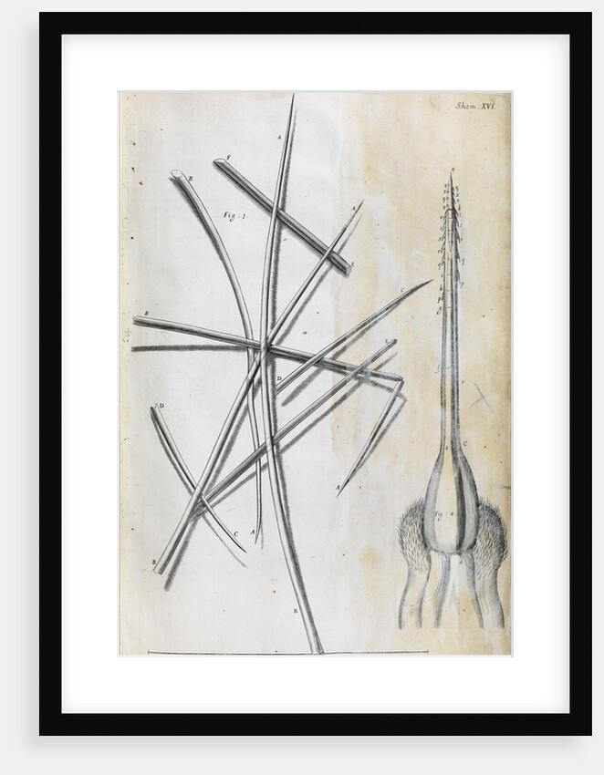 Microscopic views of the cowitch plant and sting of a bee by Robert Hooke