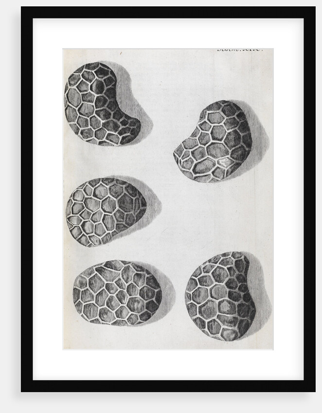Microscopic views of poppy seeds by Robert Hooke