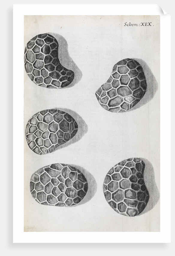 Microscopic views of poppy seeds by Robert Hooke