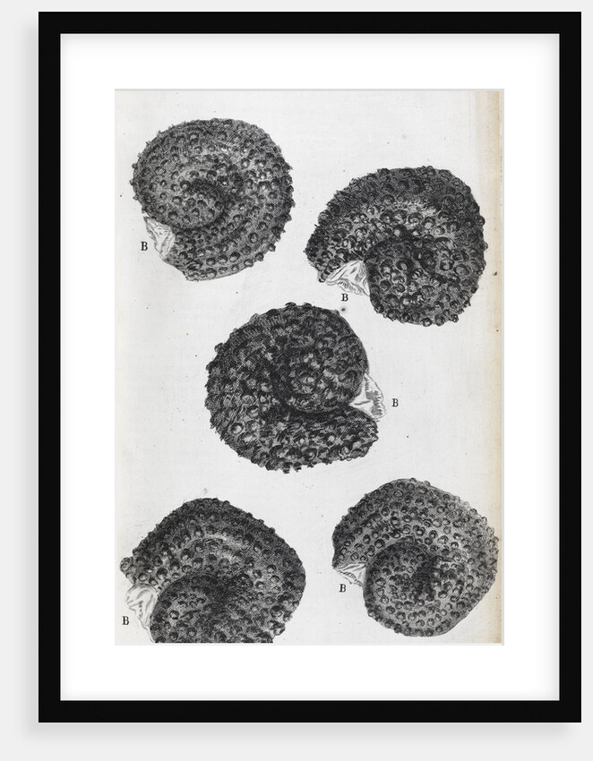 Microscopic views of purslane seeds by Robert Hooke
