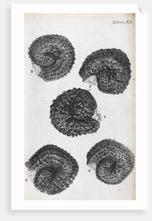 Microscopic views of purslane seeds by Robert Hooke