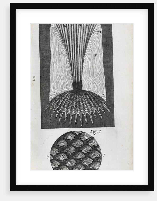 Microscopic views of fish scales by Robert Hooke