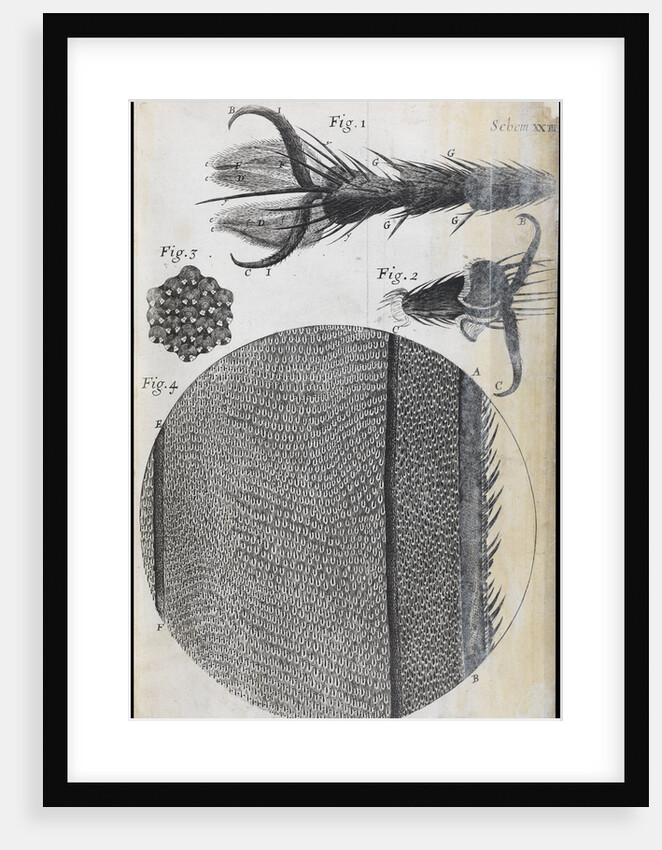 Microscopic views of a fly by Robert Hooke