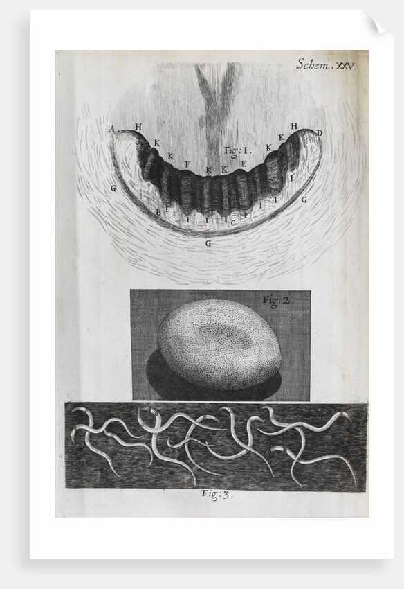 Microscopic views of a snail's teeth, silk-worm's egg and vinegar eels by Robert Hooke