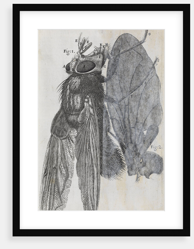 Microscopic views of a blue fly by Robert Hooke