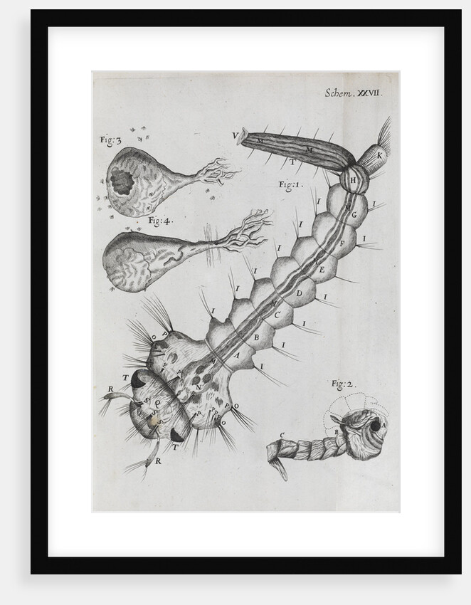 Microscopic views of a water-dwelling insect by Robert Hooke