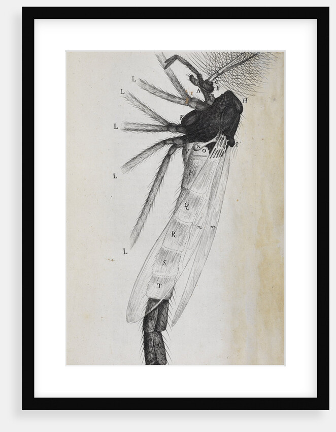 Microscopic views of a gnat by Robert Hooke