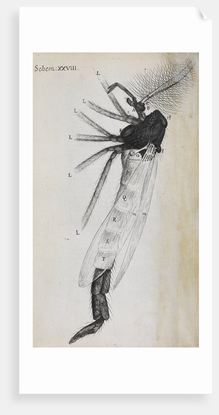 Microscopic views of a gnat by Robert Hooke