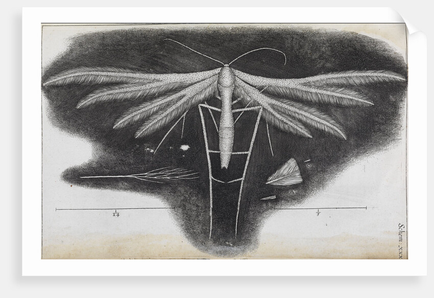 Microscopic view of a white feather-winged moth by Robert Hooke