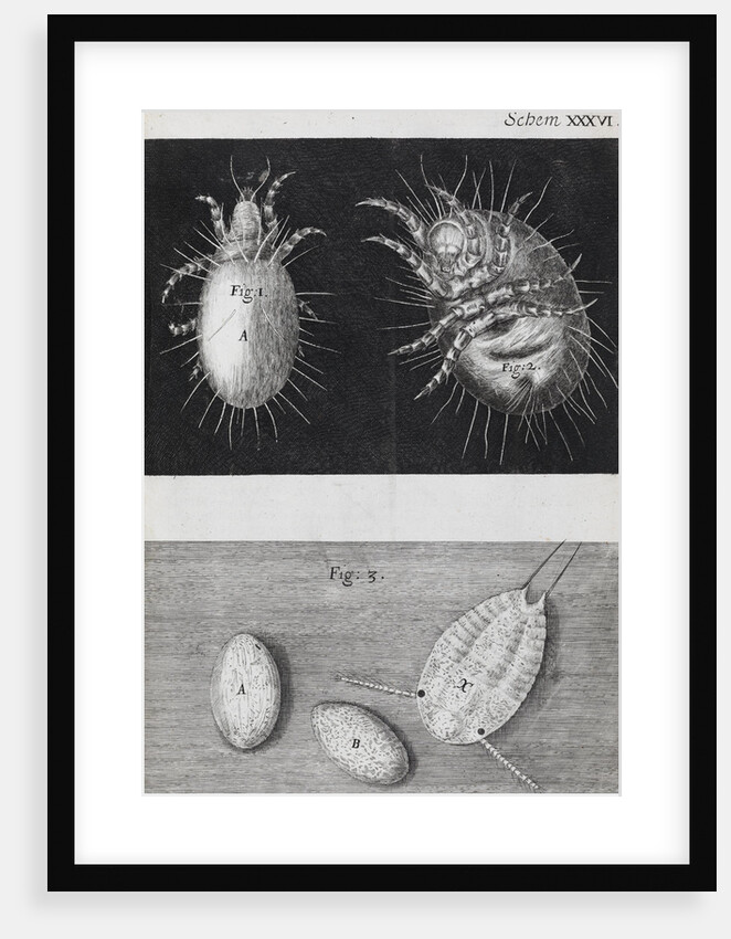 Microscopic views of mites by Robert Hooke