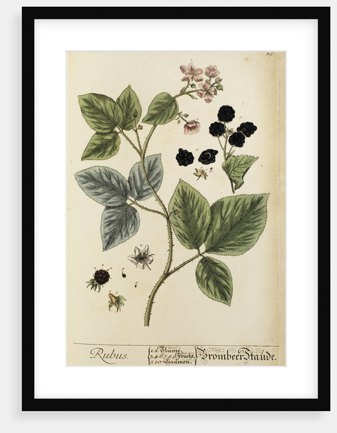 'Rubus' by Elizabeth Blackwell