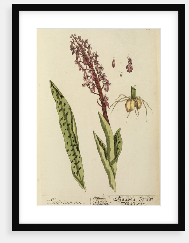 'Satyrium mas' by Elizabeth Blackwell