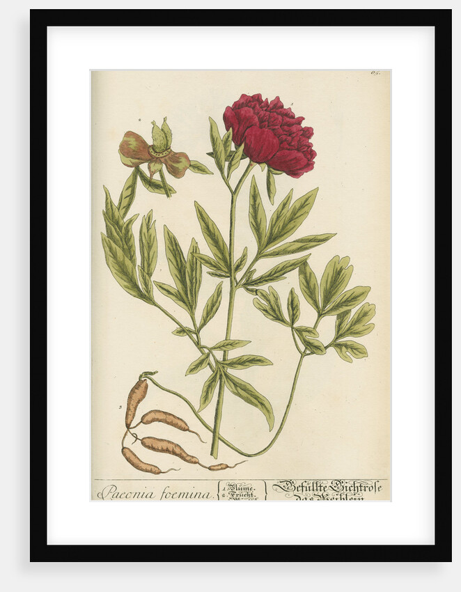 'Paeonia foemina' by Elizabeth Blackwell