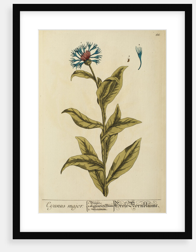 'Cyanus major' by Elizabeth Blackwell