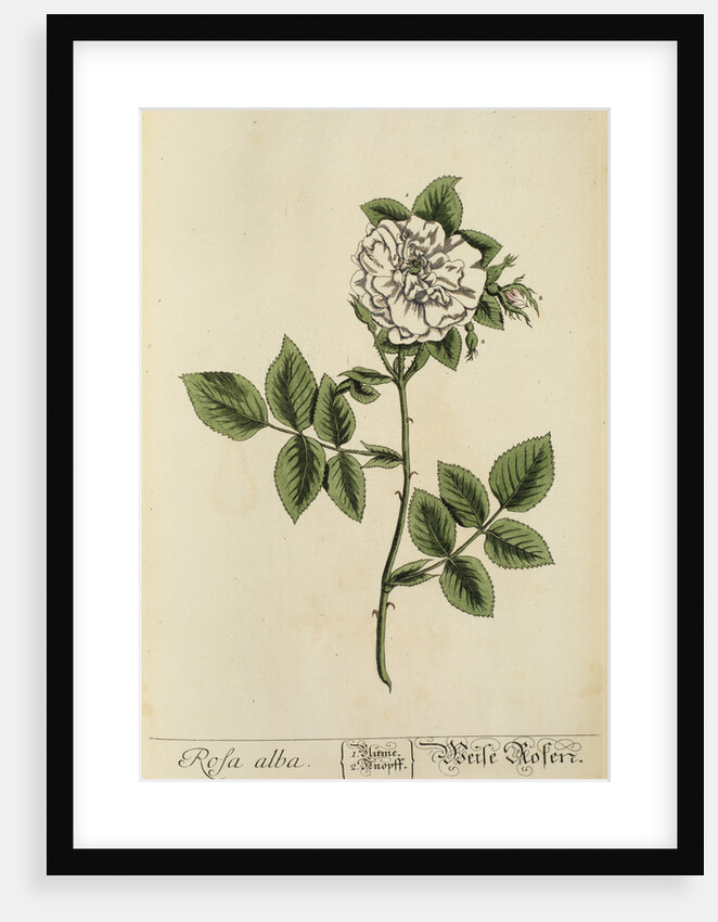 'Rosa alba' by Elizabeth Blackwell