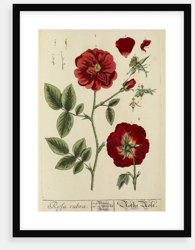 'Rosa rubra' by Elizabeth Blackwell