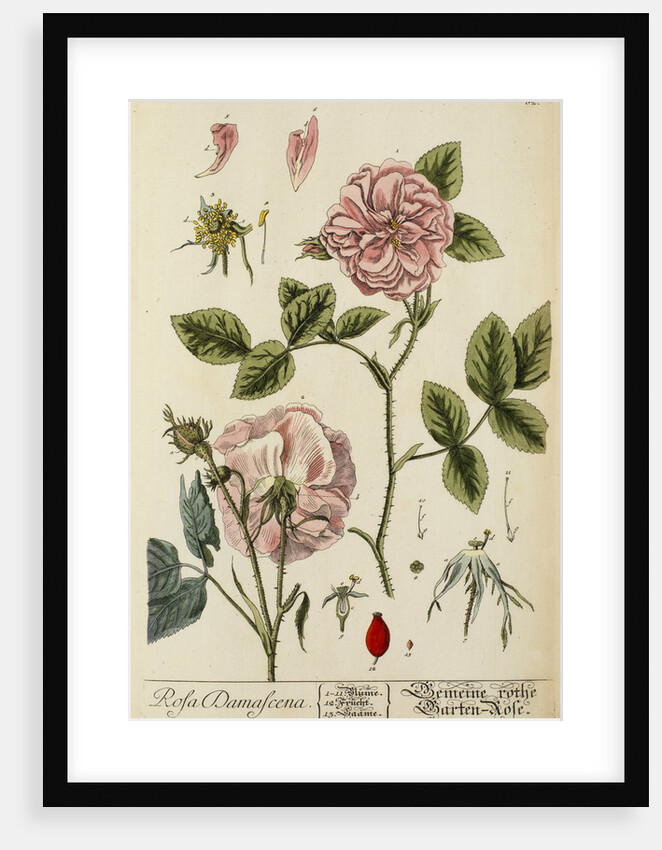 'Rosa damascena' by Elizabeth Blackwell