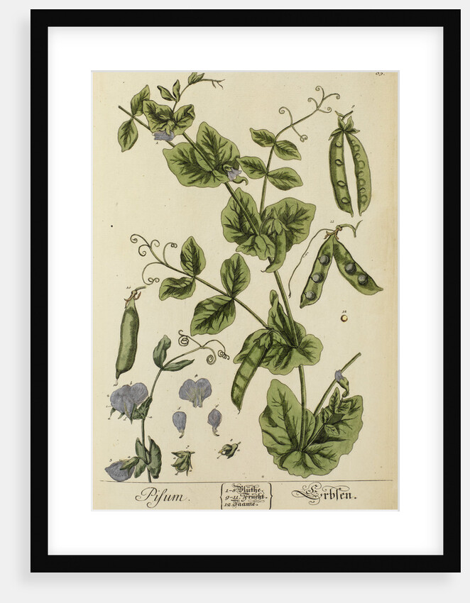 'Pisum' by Elizabeth Blackwell