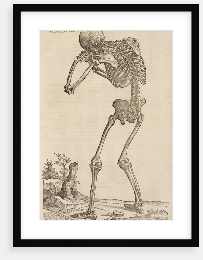 'Corporis humani ossa, posteriori facie proposita' by Studio of Titian
