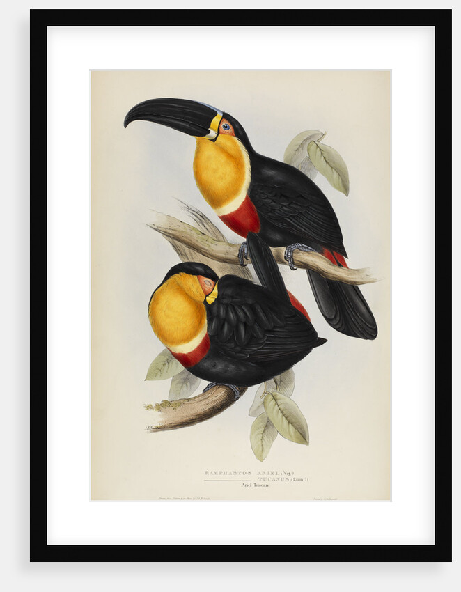'Ramphastos ariel' by Elizabeth Gould