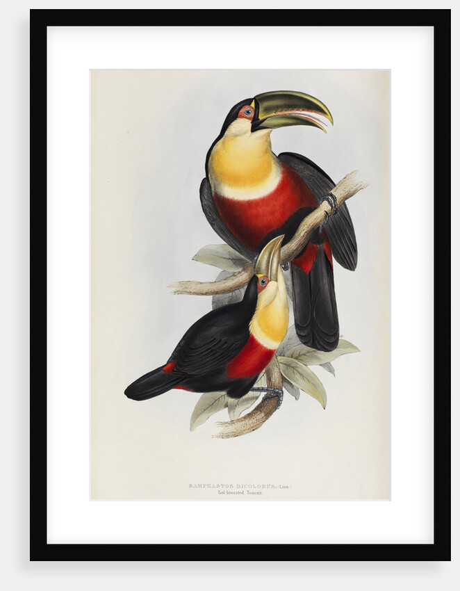 'Ramphastos dicolorus' by Elizabeth Gould