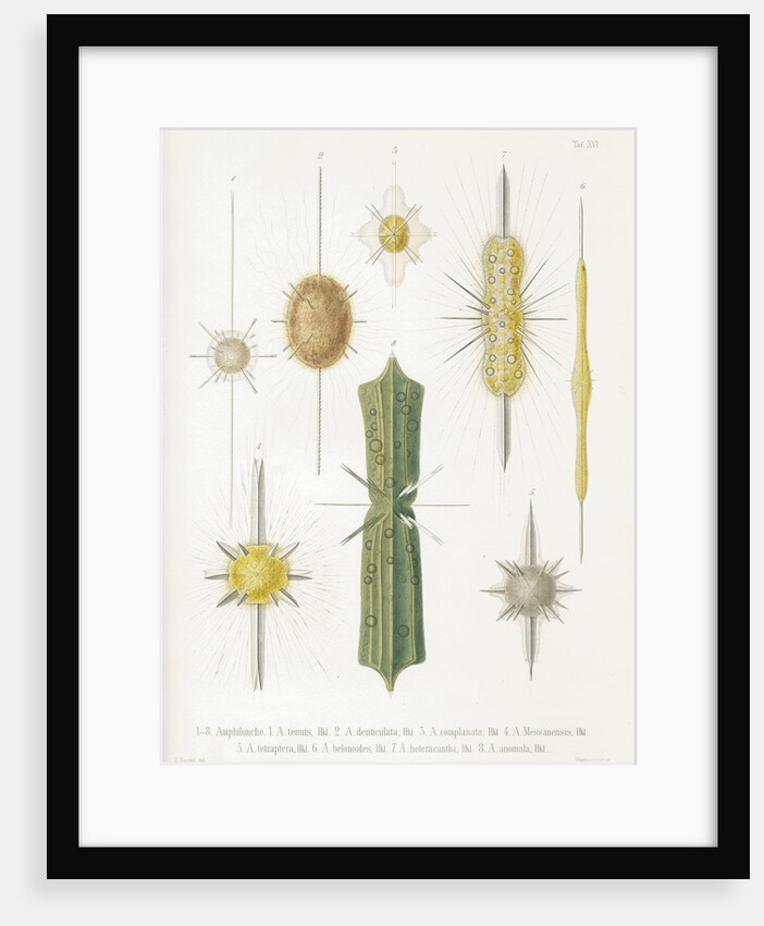 Various classes of radiolarian by W Wagenschieber