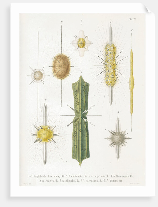Various classes of radiolarian by W Wagenschieber