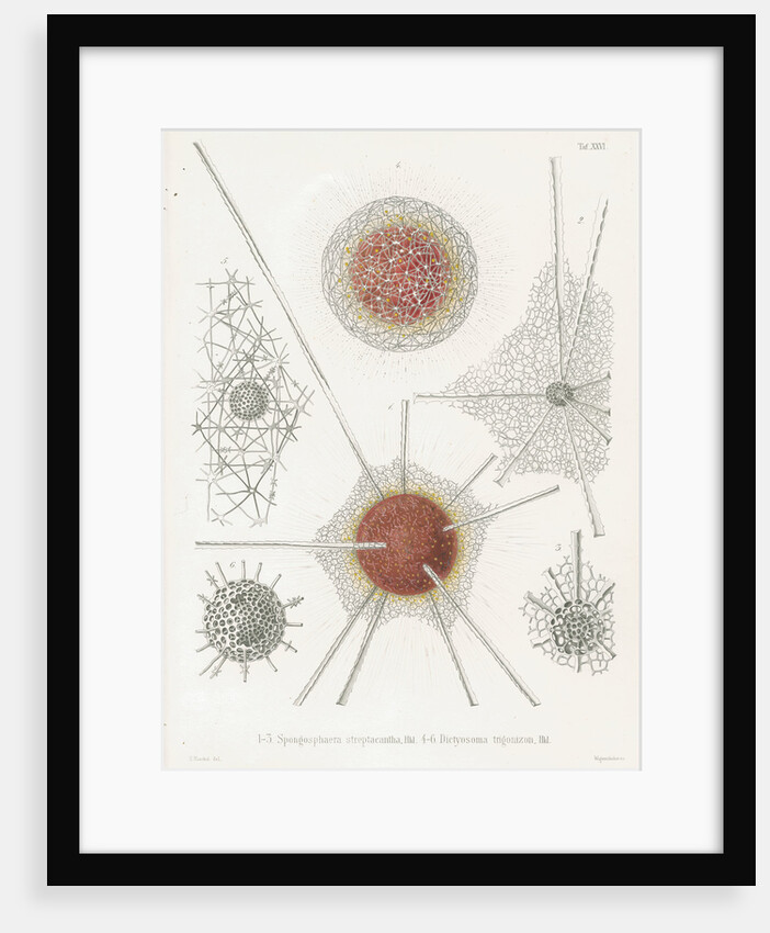 'Spongosphaera streptacantha' and 'Dictyosoma trigonizon' by W Wagenschieber