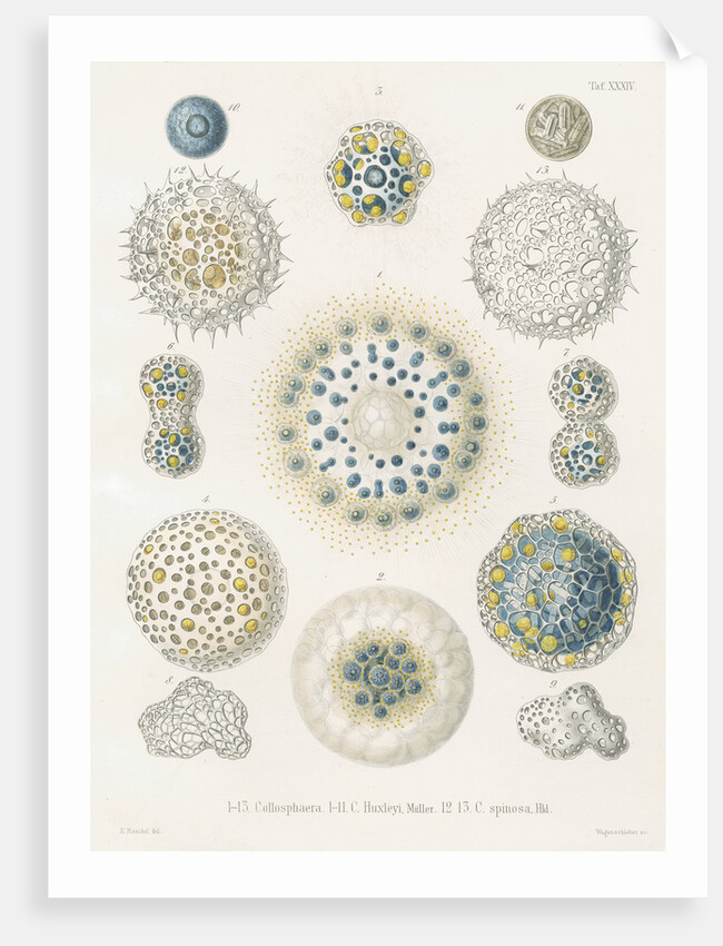 Various classes of radiolarian by W Wagenschieber