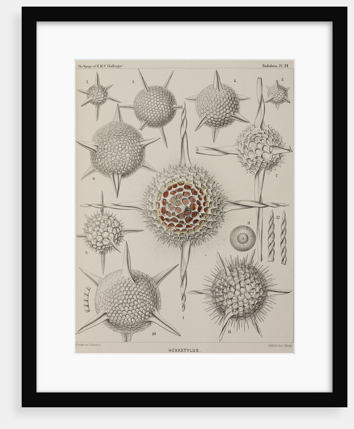 'Hexastylus' by E Giltsch