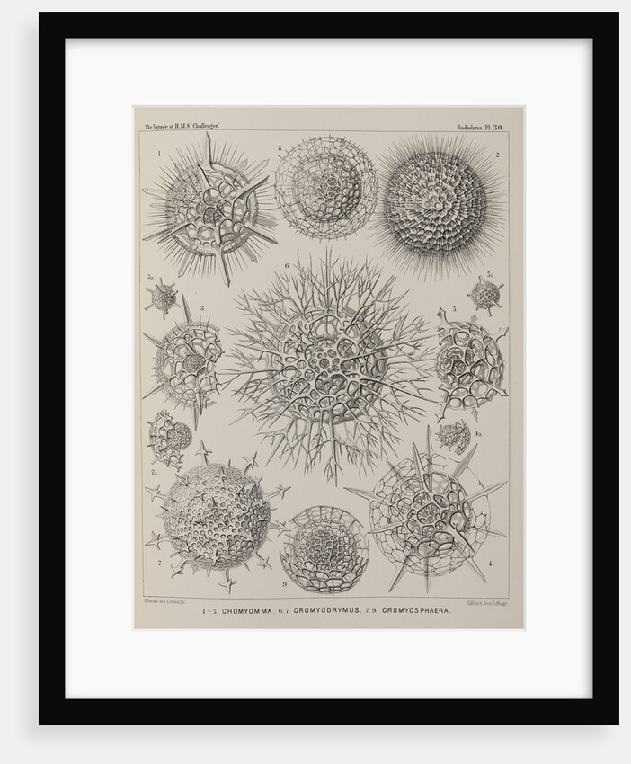 Various classes of radiolarian by E Giltsch