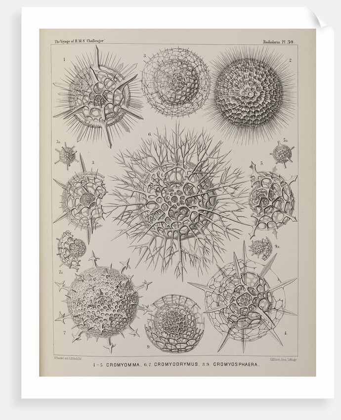 Various classes of radiolarian by E Giltsch