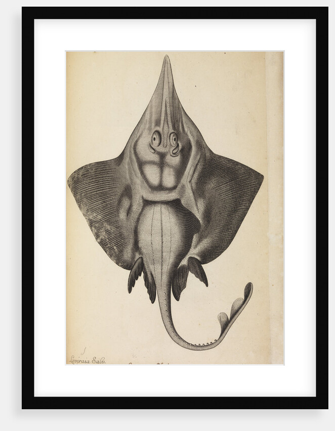 'Laviraia Salv.' by Anonymous