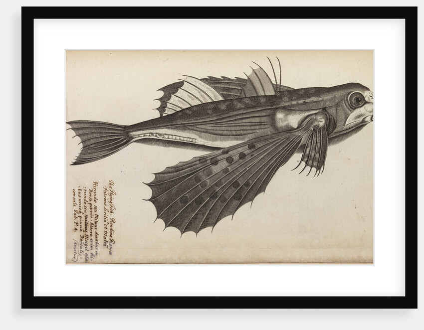 'Milvus Salv.' by Anonymous