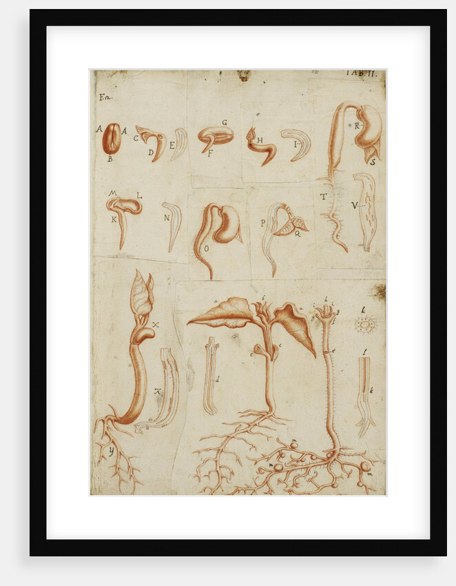 A bean sprouting by Marcello Malpighi