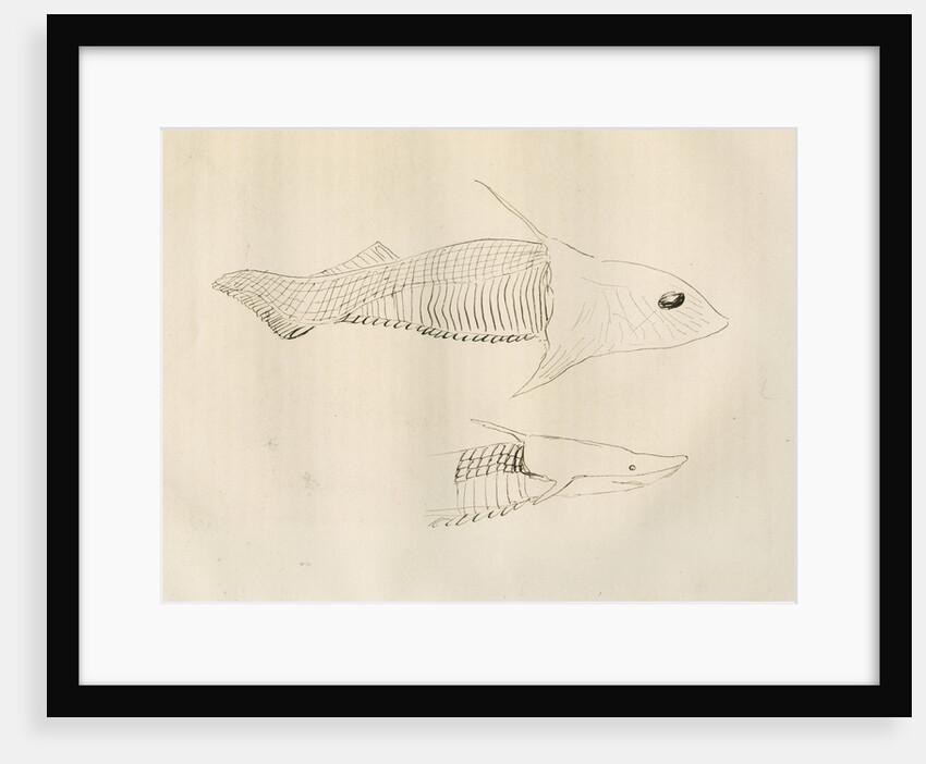 Armoured fish ['Placodermi'] by Anonymous