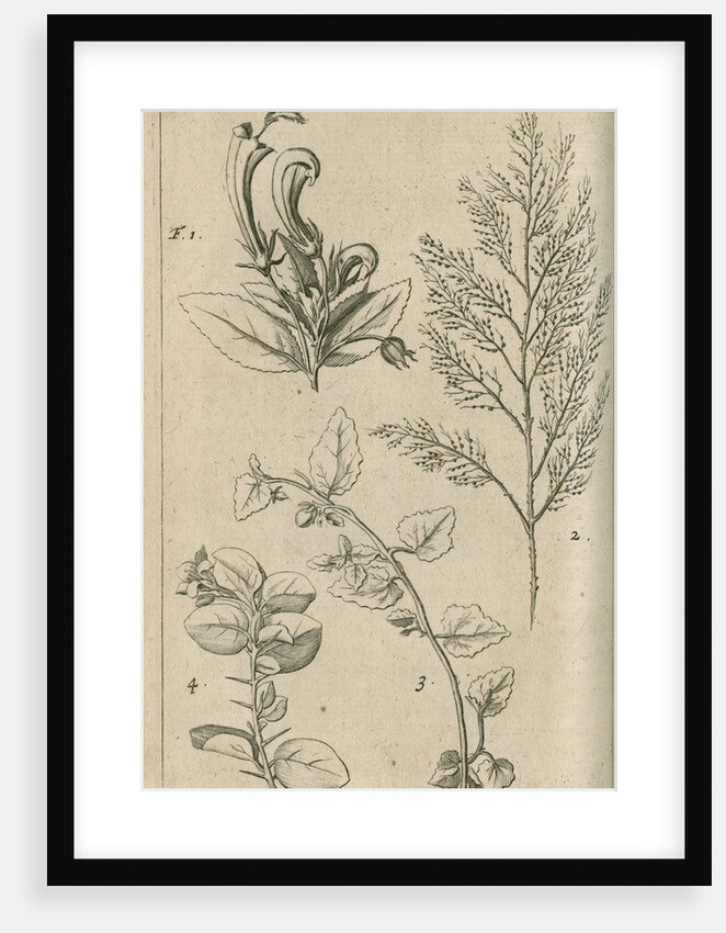 Plants of Australia [New Holland] observed by William Dampier (1651-1715) by Anonymous