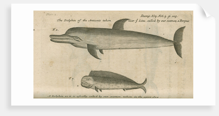 Marine life of Australia [New Holland] observed by William Dampier (1651-1715) by Anonymous